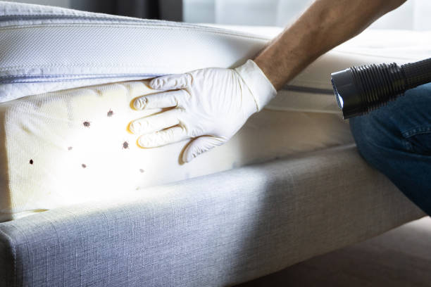 Best Flea Control Services  in Oronoco, MN