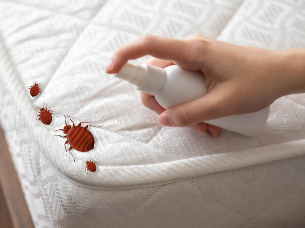 Reliable Oronoco, MN Pest Control Solutions